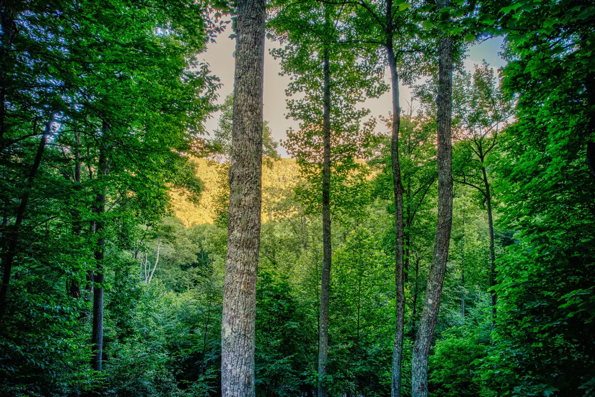 A scenic outdoor vista with tall trees, dense greenery, and distant rolling hills. The view highlights the expansive, natural surroundings and the potential for walks, wildlife spotting, and exploration right outside the door.